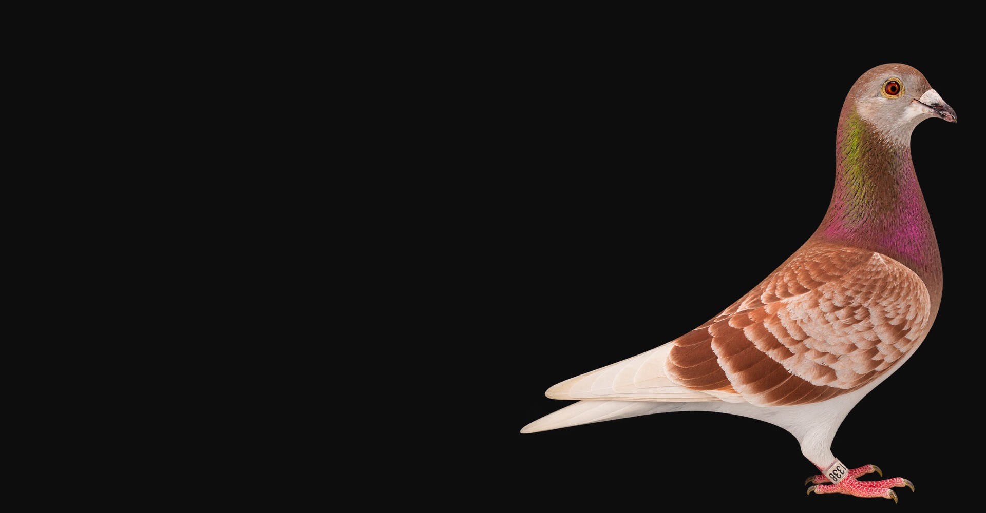 Red racing pigeon in a professional studio profile