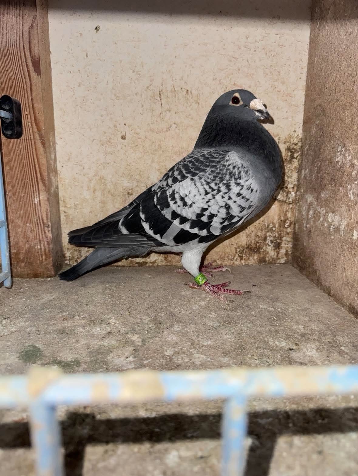 Original photo of a chequer racing pigeon in the loft