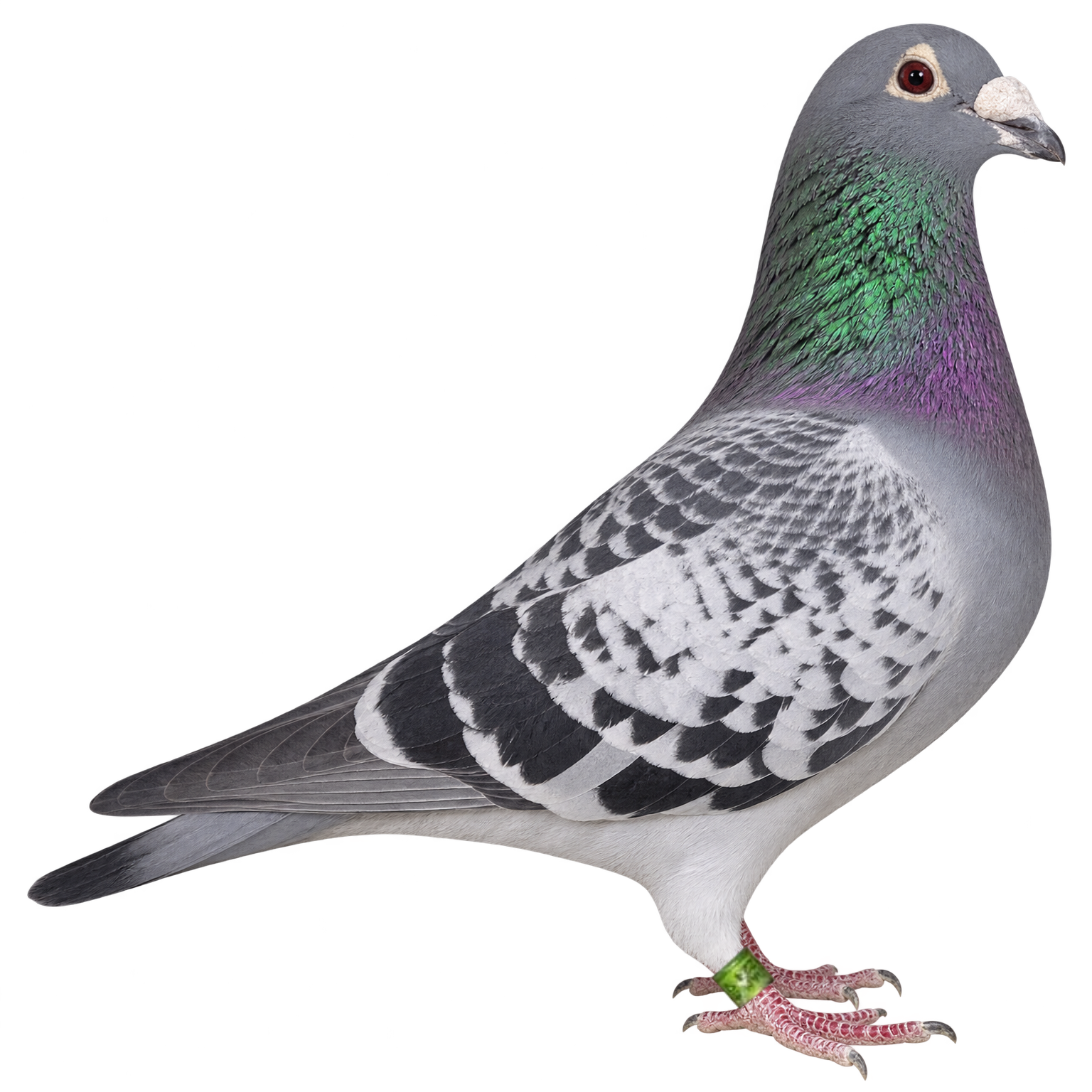 Studio portrait of the same chequer pigeon